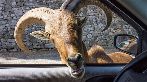 Decapitated goats found behind Burger King in New York: 'Ritualistic sacrifice'